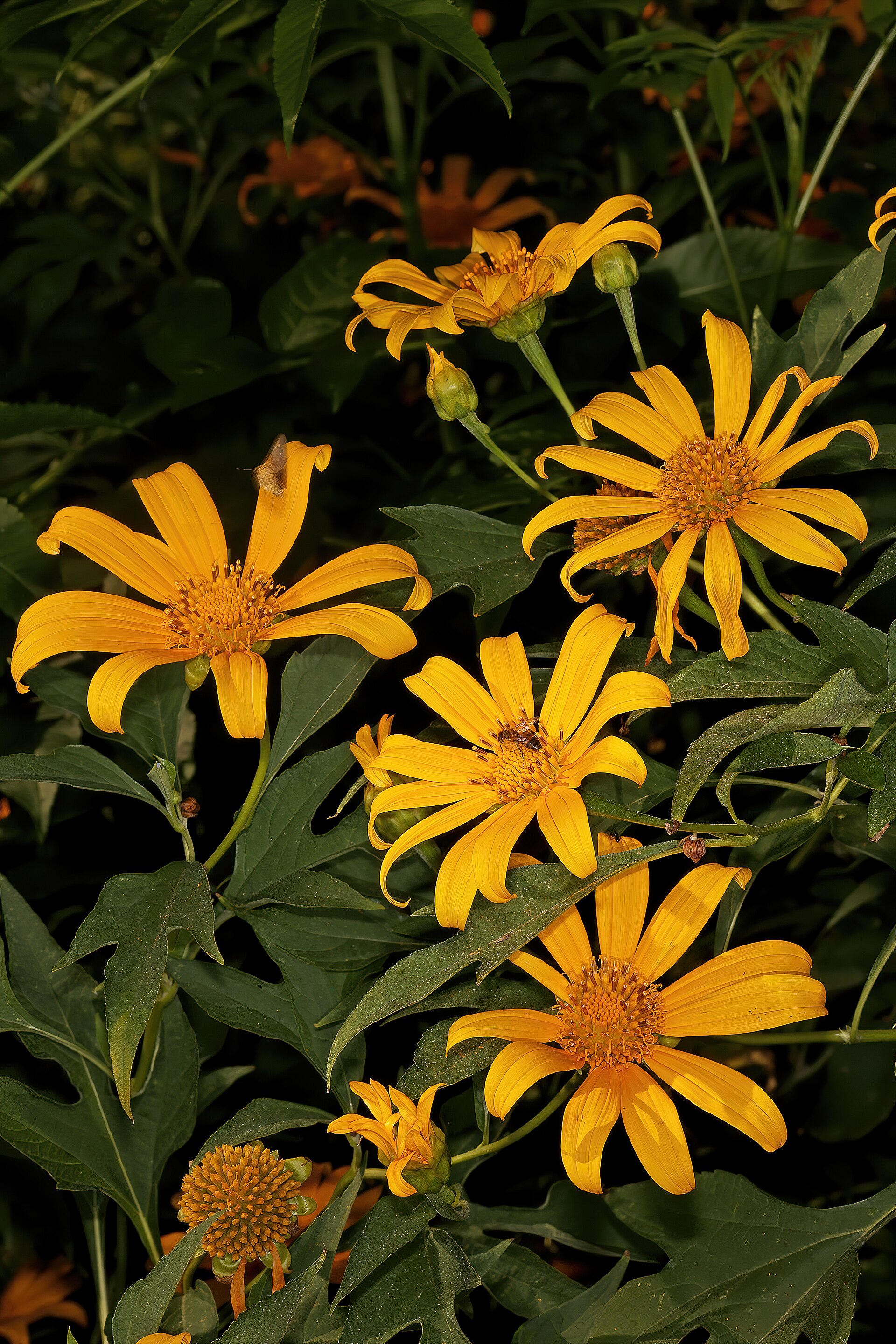 Tithonia diversifolia (Hemsl.) A.Gray