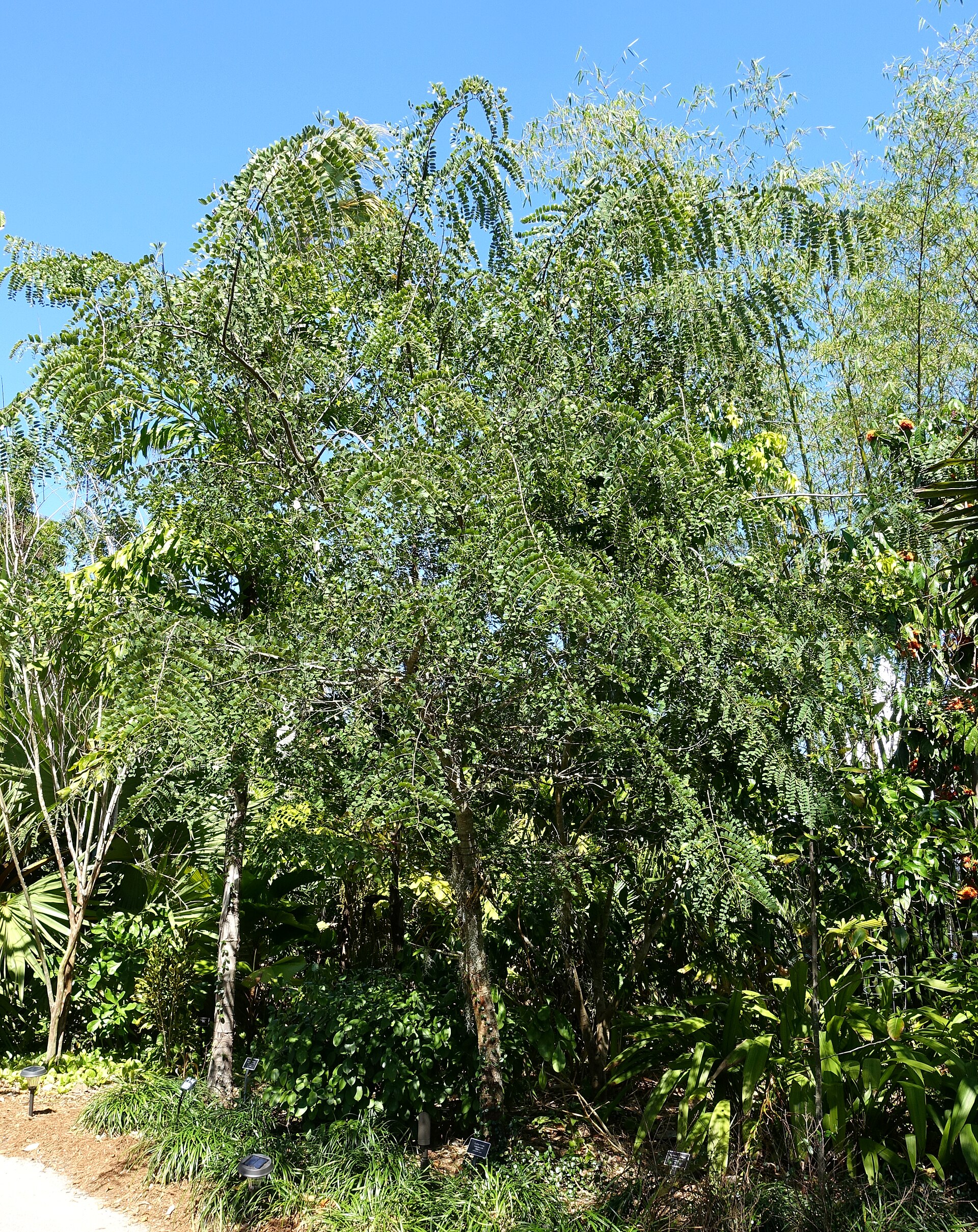 Ceylon senna