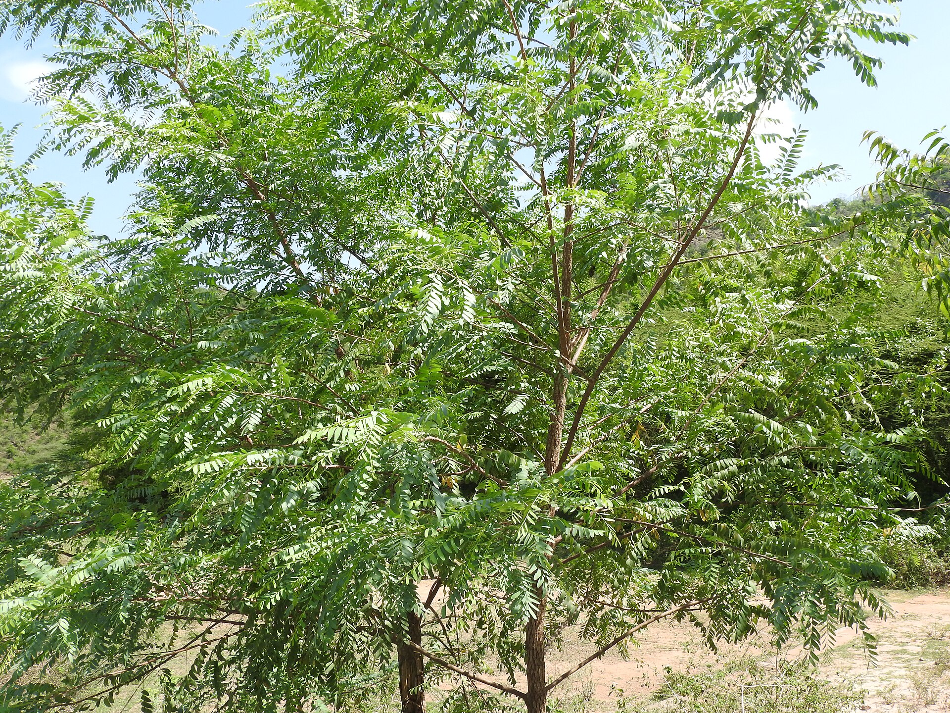 Ceylon satinwood
