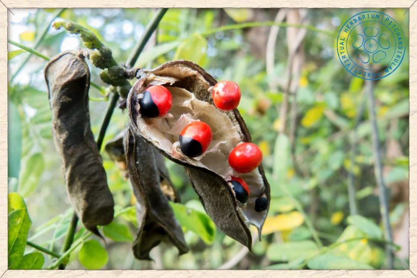 Bead vine