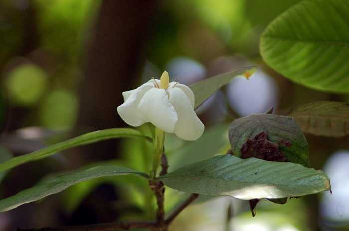 Brilliant gardenia